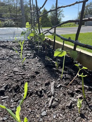 Image: The First Planting!