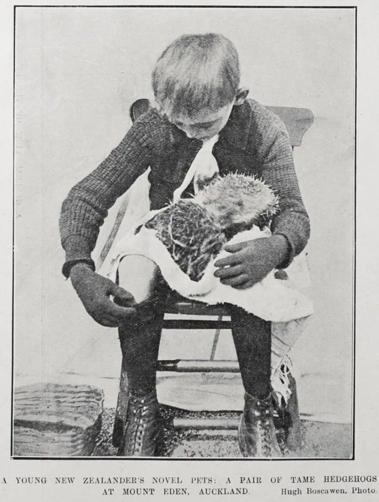 A YOUNG NEW ZEALANDER'S NOVEL PETS: A PAIR OF TAME HEDGEHOGS AT MOUNT EDEN, AUCKLAND
