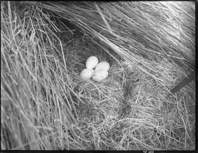 [Nest - pukeko ? Four eggs]