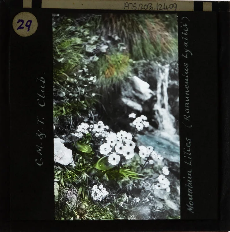 Lantern Slide: mountain lilies
