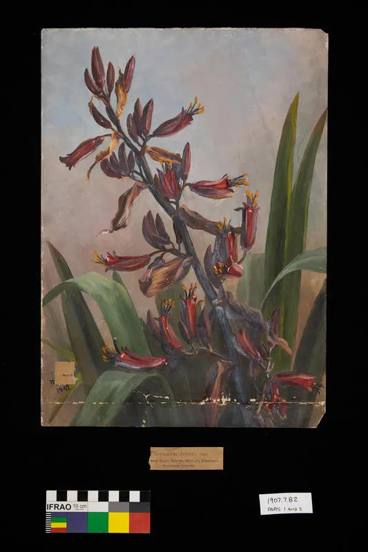 Painting: Phormium tenax (harakeke/flax)