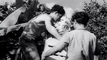 Picking oranges in the Cook Islands, 1951 Image: Picking oranges in the Cook Islands, 1951