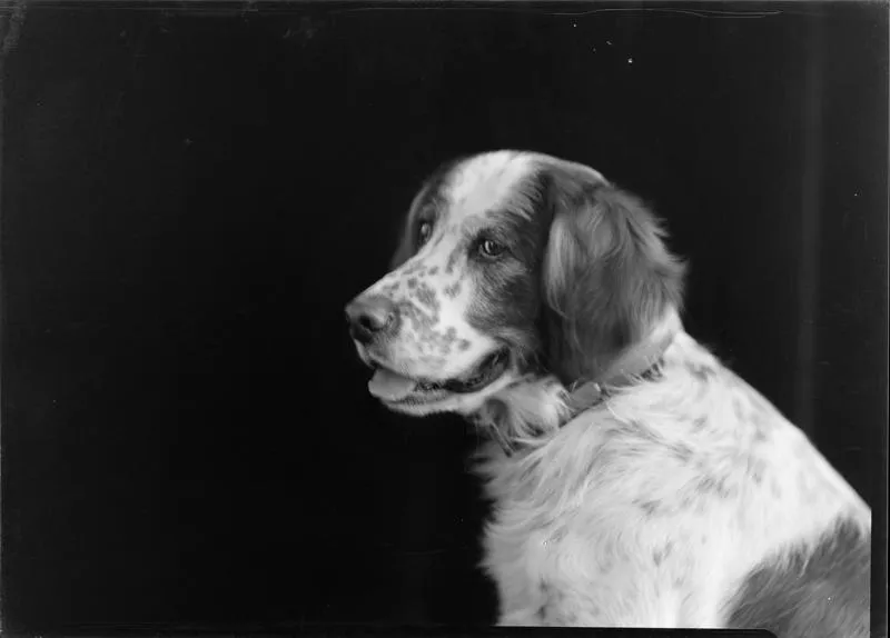 Mitchell, Dog