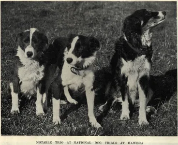 Image: Notable trio at national dog trials at Hawera