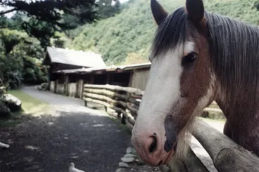 Image: Akatarawa Adventures advertorial; Staglands wildlife reserve; Bob the Clydesdale.