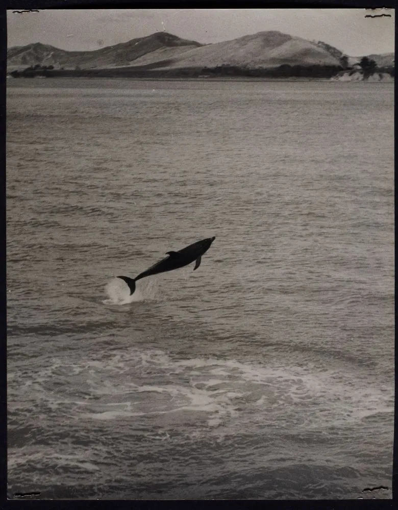 Opo the dolphin, Opononi