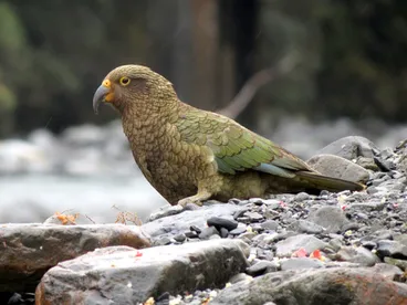 Image: Kea