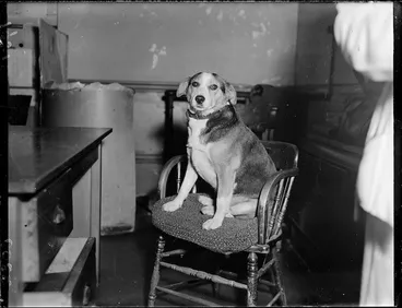 Image: Dog which visited the Union Steamship Company