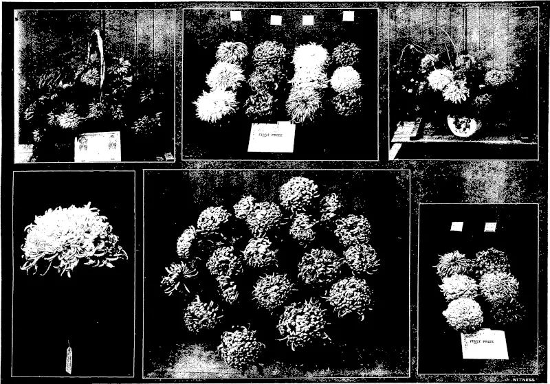 1) Basket of chrysanthemums and autumn foliage (amateur), Miss M. Bruce, first prize. (2) Japanese varieties, Mr E. A. Hamel. first prize. (3) Special class (lady exlrbitors). confined to members of the Dunedin Chrysanthemum Glujb—bowl of chrysanthemums and foliage, Mrs Hamel, first prize. (4) Premier bloom in Club's exhibit, Mr Hugh Adam, first prize. (5) Pot chrysanthemums, Mr E. A. Hamel, fust and second prizes. (6) Chrysanthemums, Japanese varieties, Mr E. A. Hamel, first prize.  SOME OF THE LEADING EXHIBITS AT THE RECENT DUNEDIN HORTICULTURAL SOCIETY'S CHRYSANTHEMUM SHOW. (Otago Witness, 31 May 1905)