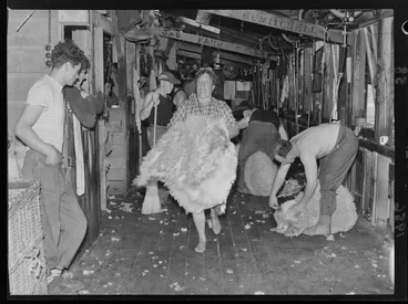 Image: Woolhandler at sheep shearing, Ohinewairua Station