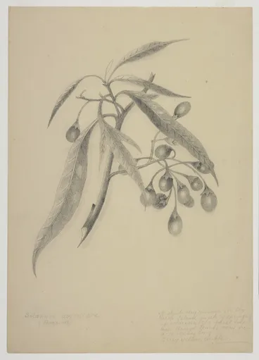 Image: Harris, Emily Cumming, 1837-1925: Solanum aviculare (Poropora). [1890s].
