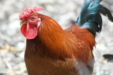 Domestic Chicken Image: Domestic Chicken