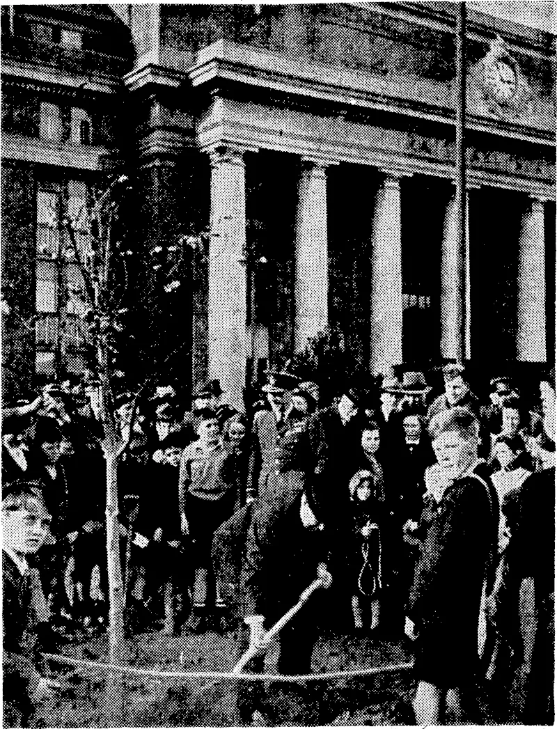 The Governor-General, Sir Cyril Newall, was present at the Arbor Day tree-planting at the railway station yesterday, and planted the first of four English oaks in front of the station. Sir Cyril is watching Councillor W. Duncan, {chairman of the Wellington City Council's Parks and Reserves Committee, planting an oak tree in memory of the late Councillor L. McKenzie. (Evening Post, 05 August 1943)