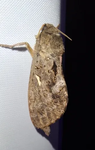 Dumbletonius unimaculatus