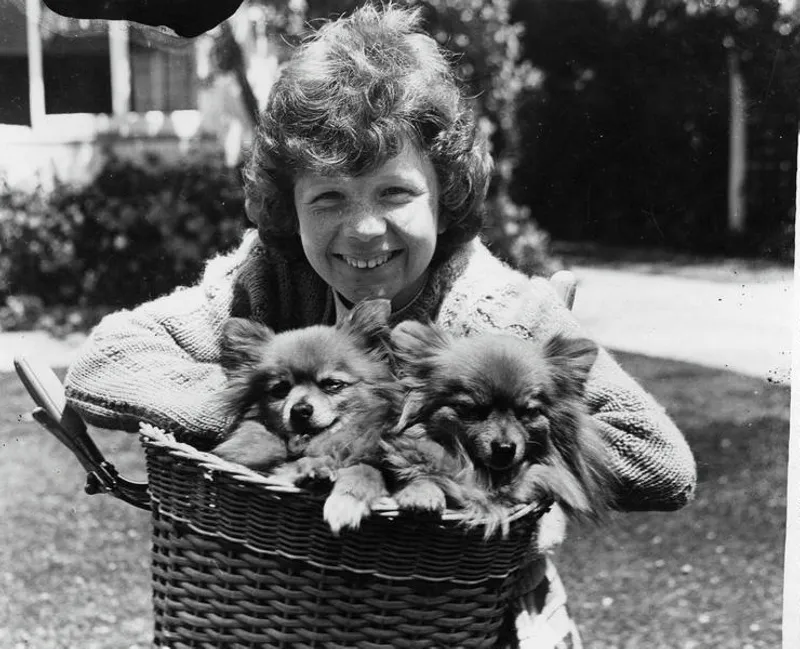 Young Girl With Two Dogs In Her Bicycle Basket. Christchurch, Canterbury, New Zealand