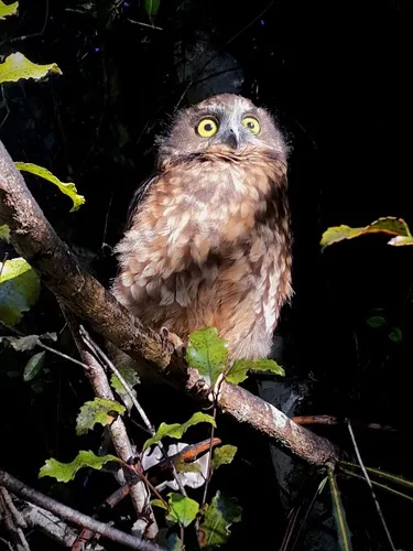 Morepork