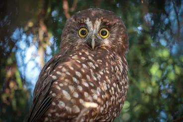 Image: Morepork