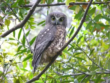 Image: Morepork