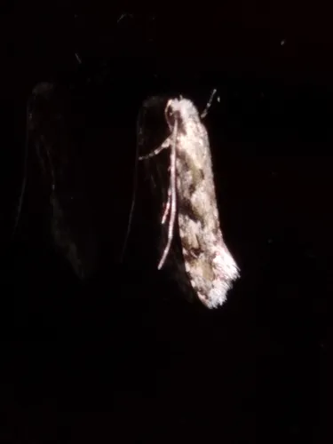Crypsitricha mesotypa