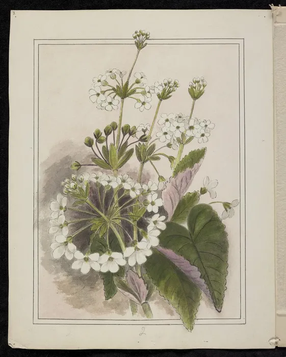 Harris, Emily Cumming, 1837-1925: Ourisia macrophylla - Mountain primula. [189-?].