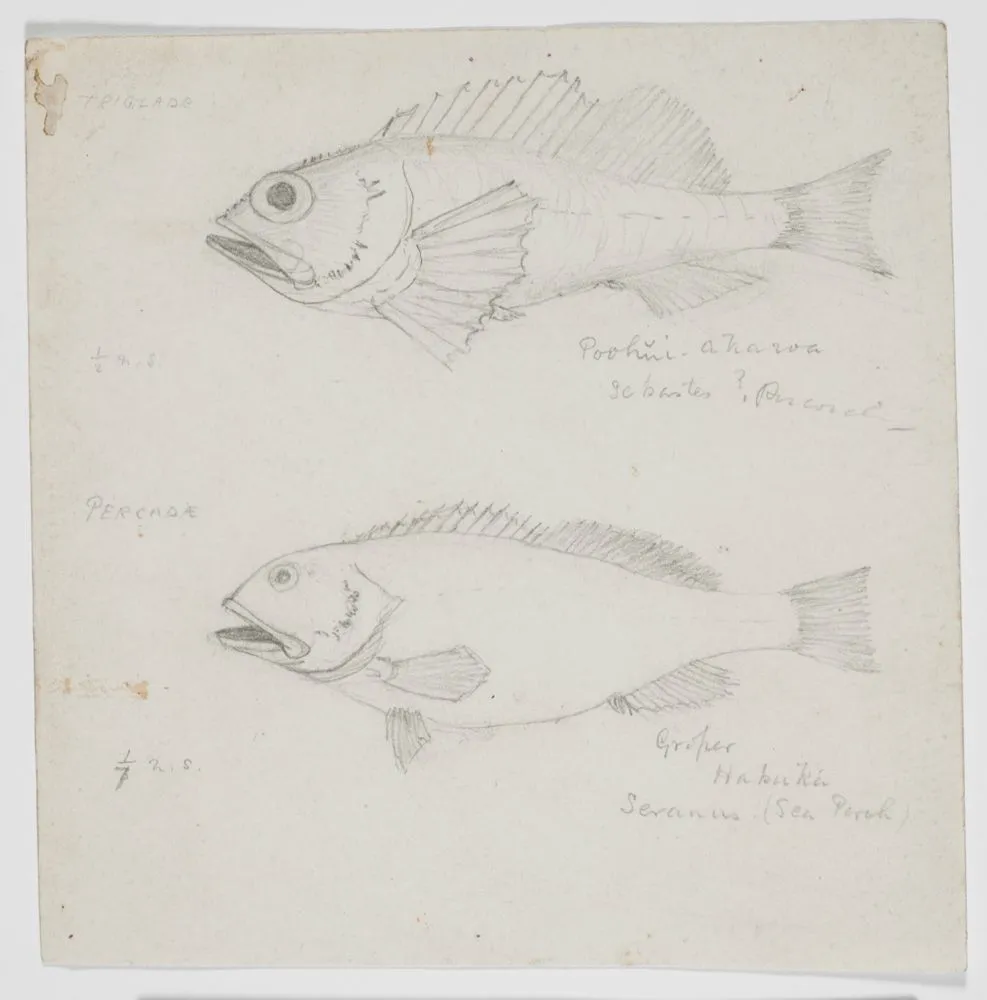 Pouhui-akaroa [Sic] groper hapuka