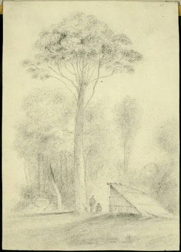 Image: Swainson, William, 1789-1855 :[Rata tree, Hawkshead, Hutt Forest. ca 1845]