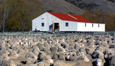 Image: Farming (New Zealand)