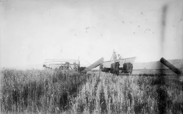 Image: Harvesting - Matamata Estate
