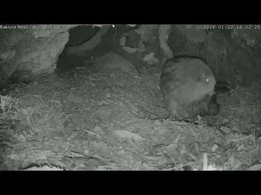 Image: Rakiura the kākāpō lays her first egg - 22 January