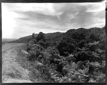 Image: Bush along the Kaimai highway, near Tauranga