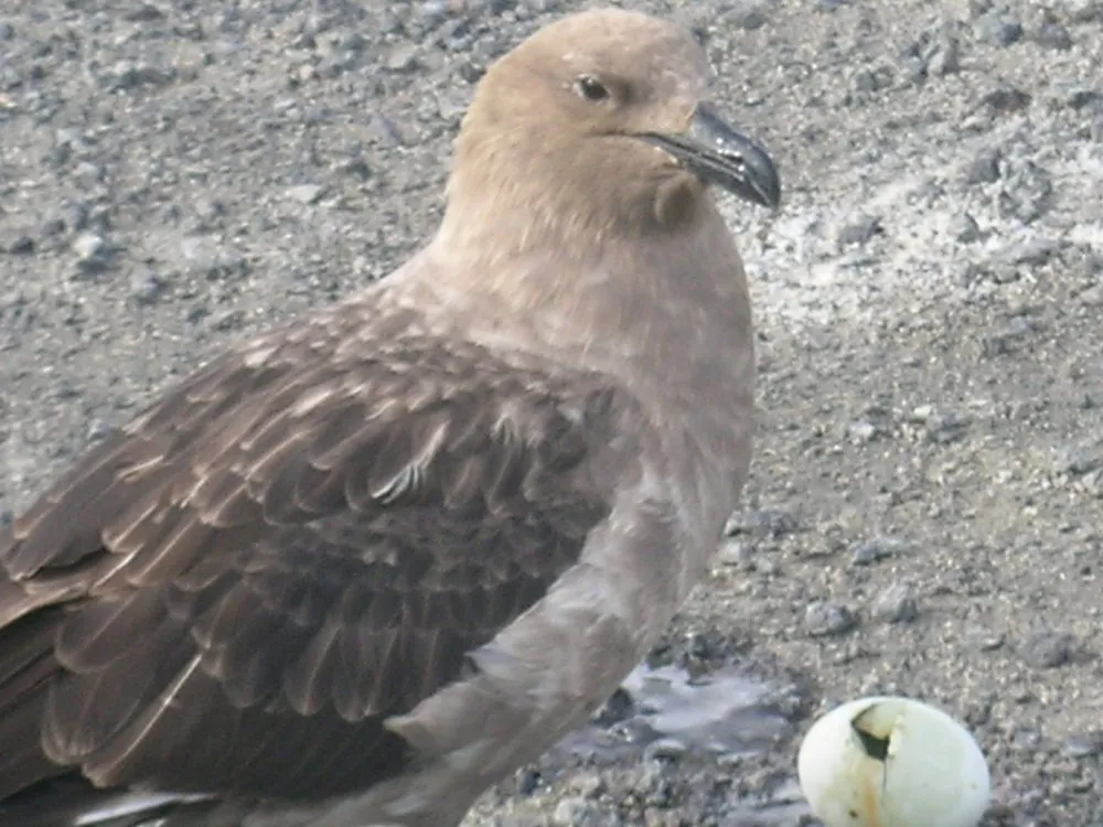 Skua eating penguin egg