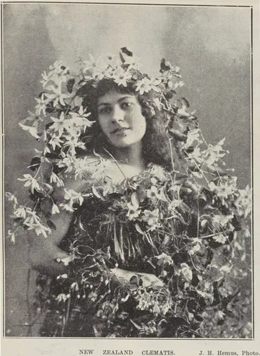 Image: New Zealand clematis