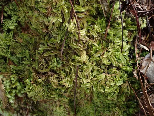 Heteroscyphus fissistipus fissistipus