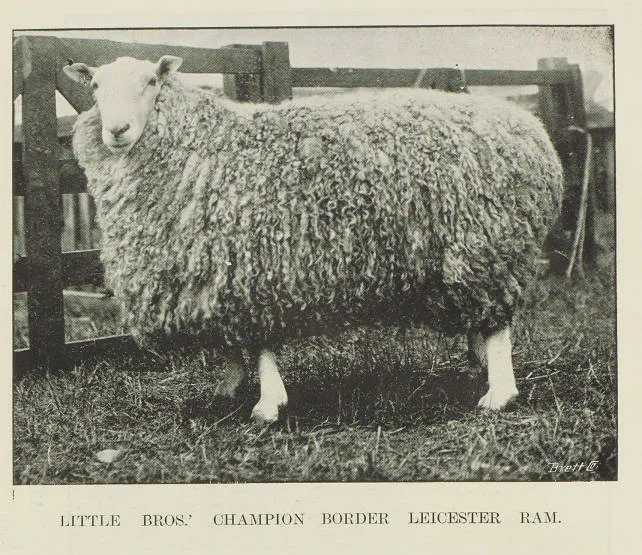 Little Bros.' champion border Leicester ram