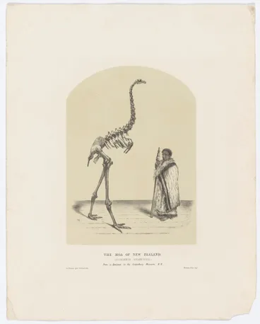 Image: The Moa of New Zealand