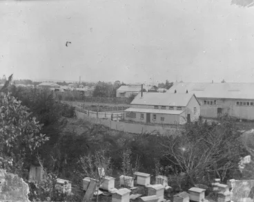 Image: Horse bazaar and Frear's beehives