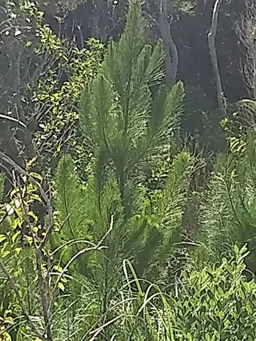 Monterey pine Image: Monterey pine