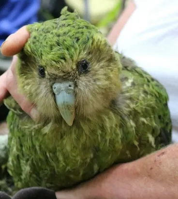 Image: Kākāpō