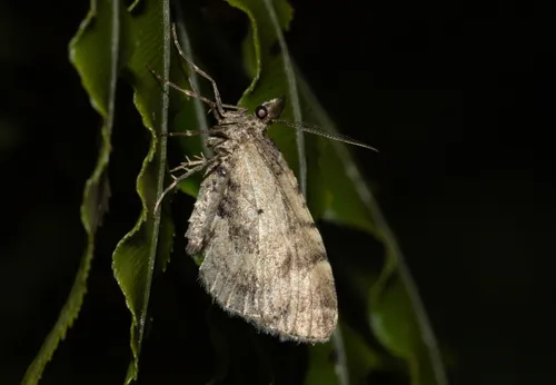 Asaphodes aegrota