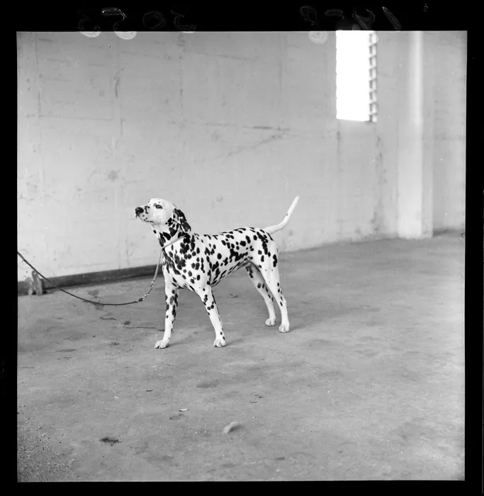 Dalmation at the National Dog Show