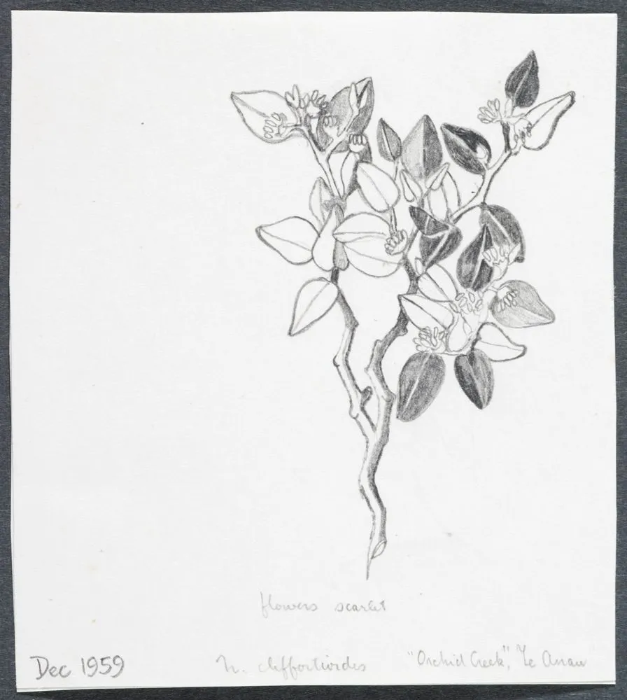 Nothofagaceae - Nothofagus cliffortioides