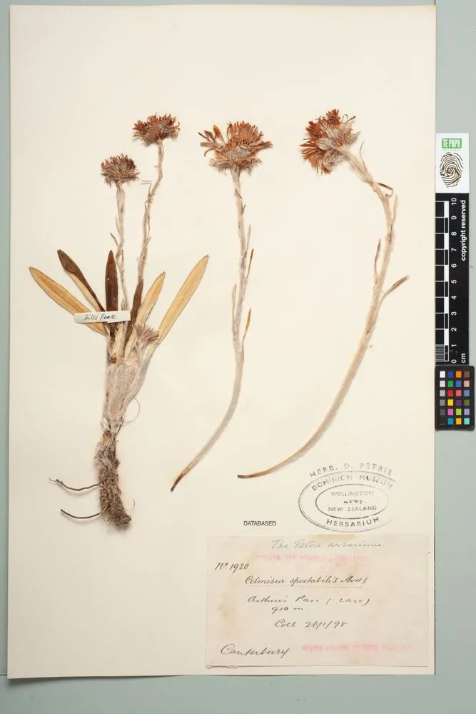 Common mountain daisy, Celmisia spectabilis Hook.f.