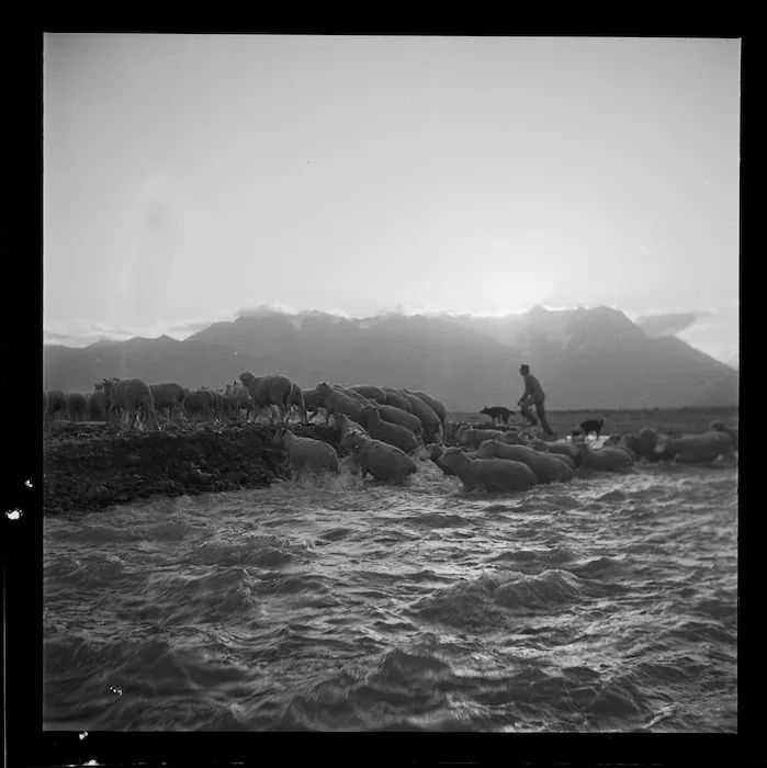 Sheep crossing a river, Manuka Point Station