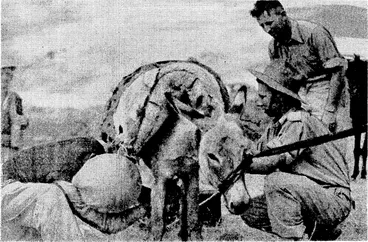 Image: A.I.F. men loading a donkey to take radons and ammunition up a mountain road overlooking the Syrian town of Merjiyun,. which has since ■ been occupied by Australian troops. (Evening Post, 22 July 1941)