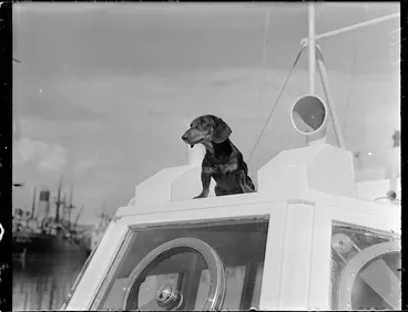 Image: Dog on warship