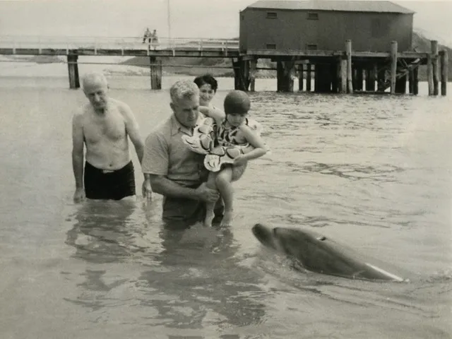 "Opo" (Known as "Opo Jack"), the celebrity dolphin of Opononi, entertains visitors in 1956