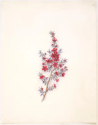 Manuka or tea tree – Lentospermum scoparium (red)