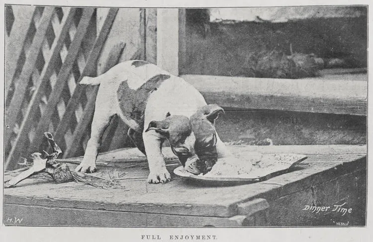 His Christmas Dinner. Full enjoyment