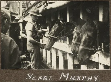 Image: Horses stabled on transport HMNZT 22 (Knight Templar).