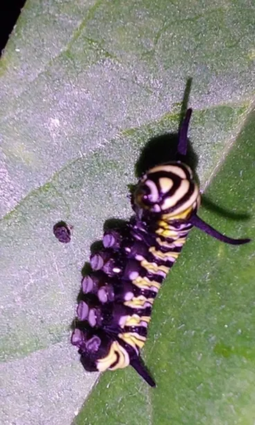 Image: Monarch